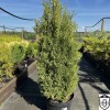 Thuja occidentalis 'Dumosa' - Harilik elupuu 'Dumosa' C10/10L